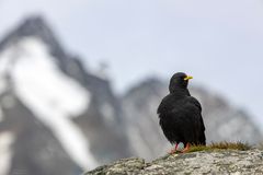 Alpendohle im Hochgebirge