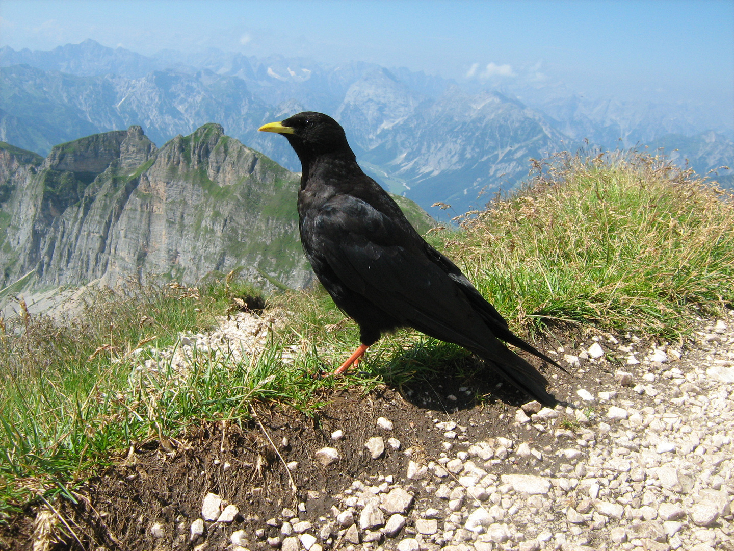 Alpendohle in 2299m höhe