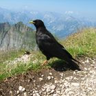 Alpendohle in 2299m höhe