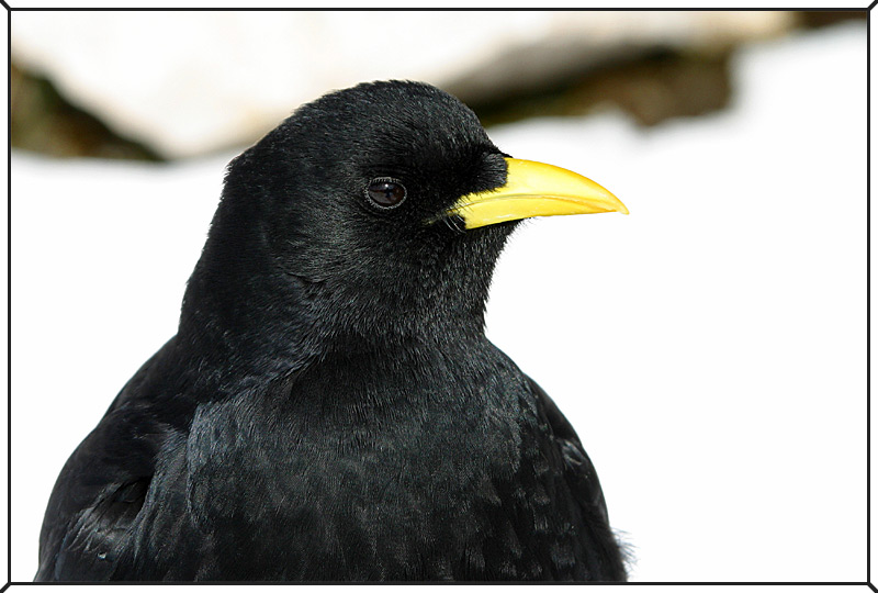 Alpendohle - Portrait #2