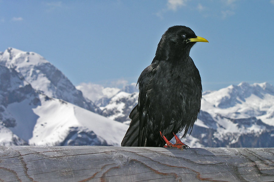 Alpendohle (Pyrrhocorax graculus)