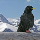 Alpendohle (Pyrrhocorax graculus)