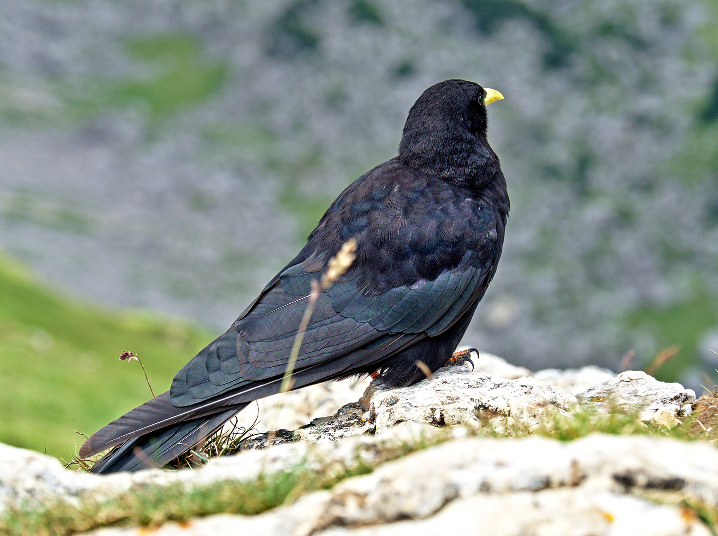 Alpendohle (Pyrrhocorax graculus)