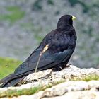 Alpendohle (Pyrrhocorax graculus)