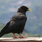 Alpendohle (Pyrrhocorax graculus)