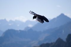 Alpendohle (Pyrrhocorax graculus)