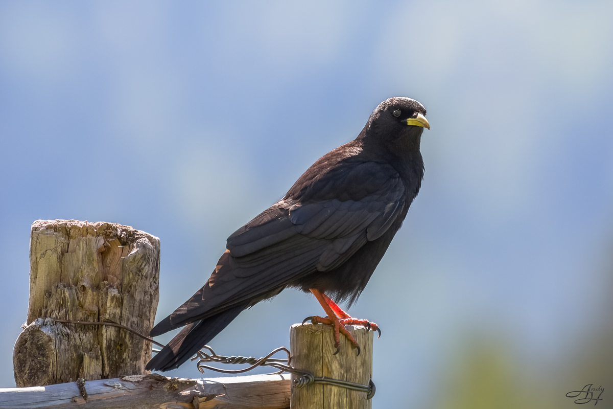 Alpendohle (Pyrrhocorax graculus)