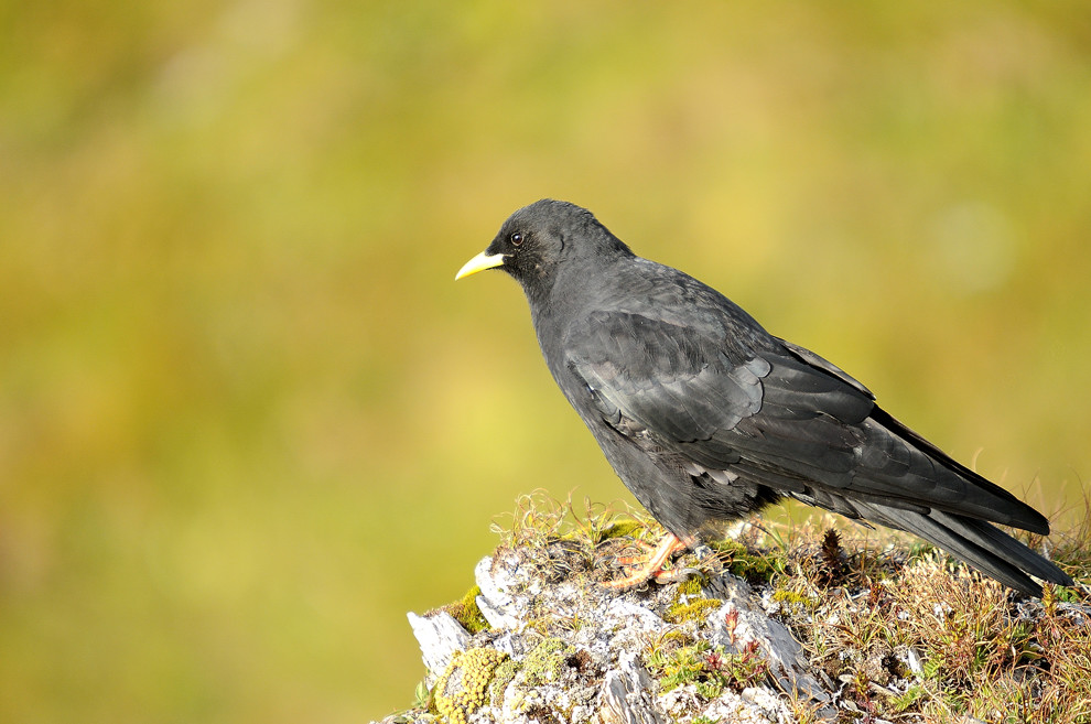 Alpendohle (Pyrrhocorax graculus)