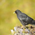 Alpendohle (Pyrrhocorax graculus)