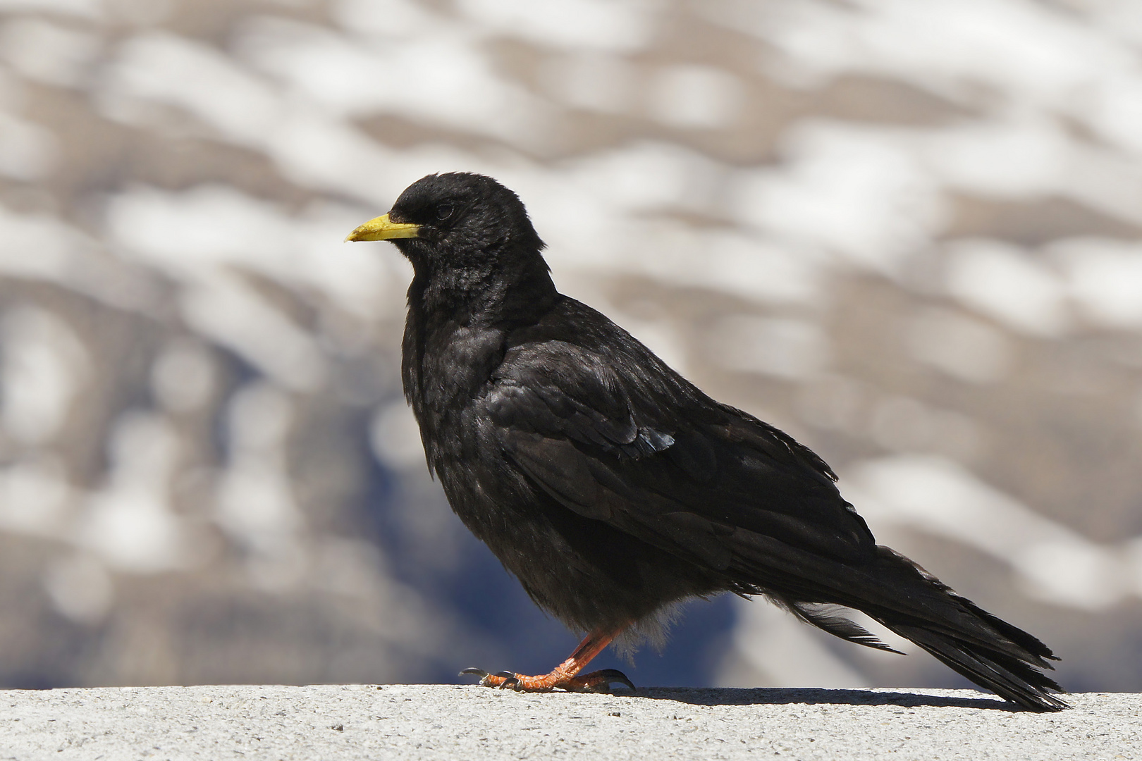 Alpendohle (Pyrrhocorax graculus)