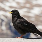 Alpendohle (Pyrrhocorax graculus)