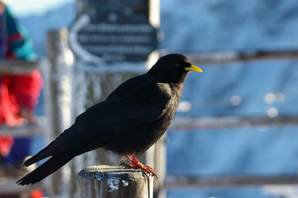 Alpendohle (Pyrrhocorax graculus)