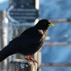 Alpendohle (Pyrrhocorax graculus)