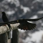 Alpendohle (Pyrrhocorax graculus)