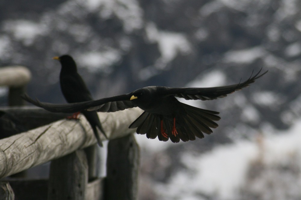 Alpendohle (Pyrrhocorax graculus)