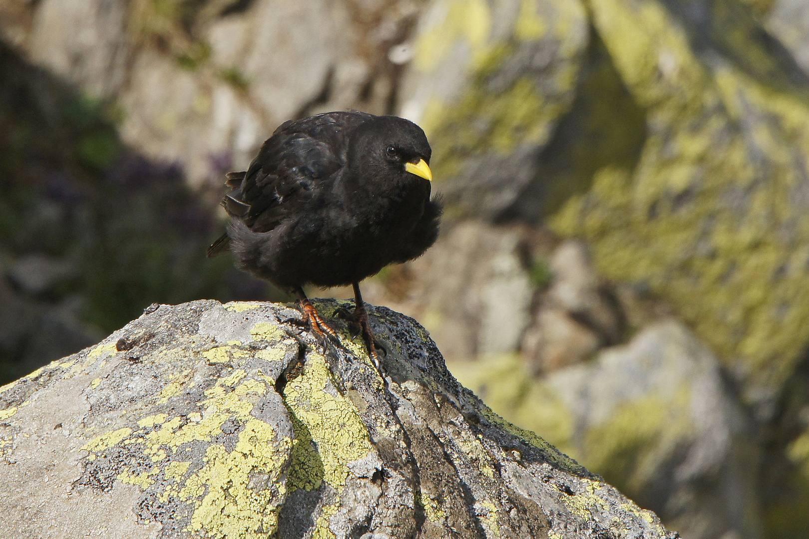 Alpendohle (Pyrrhocorax graculus)