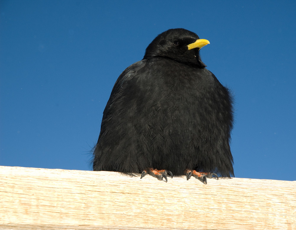 Alpendohle (Pyrrhocorax graculus)