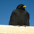 Alpendohle (Pyrrhocorax graculus)