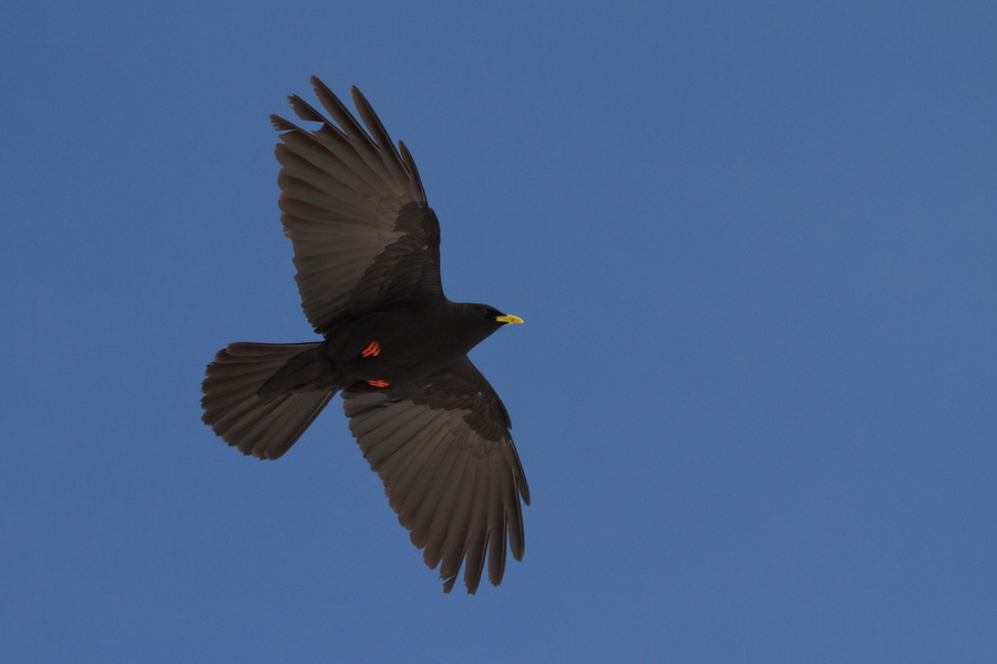 Alpendohle ( Pyrrhocorax graculus )