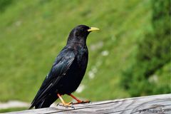 Alpendohle (Pyrrhocorax graculus)