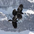 Alpendohle (Pyrrhocorax graculus)