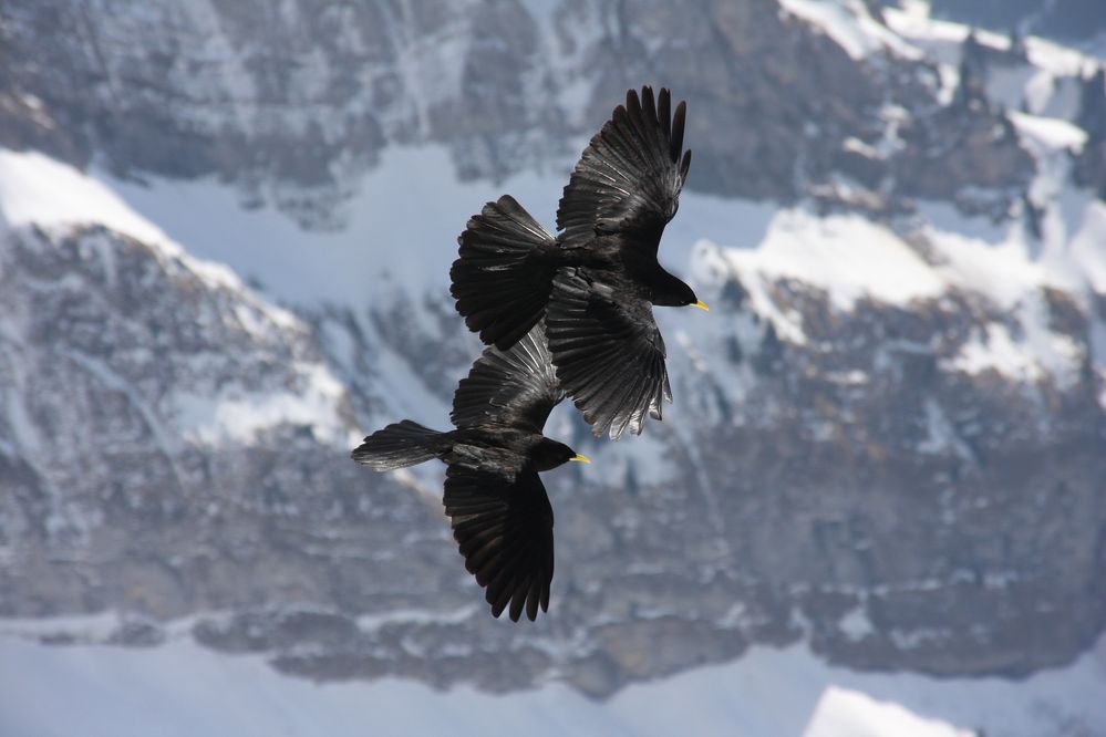 Alpendohle (Pyrrhocorax graculus)