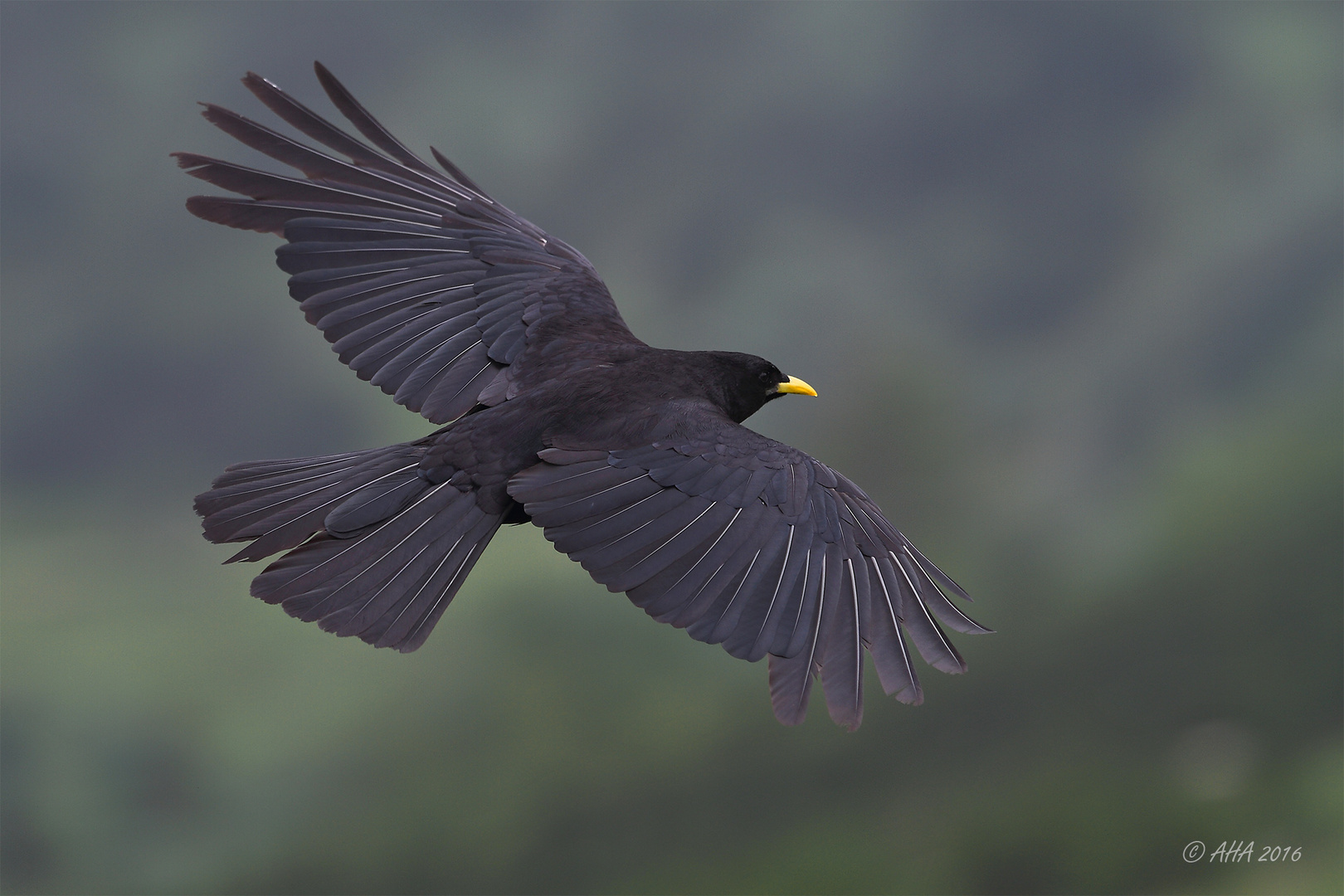 Alpendohle (Pyrrhocorax graculus)