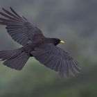 Alpendohle (Pyrrhocorax graculus)