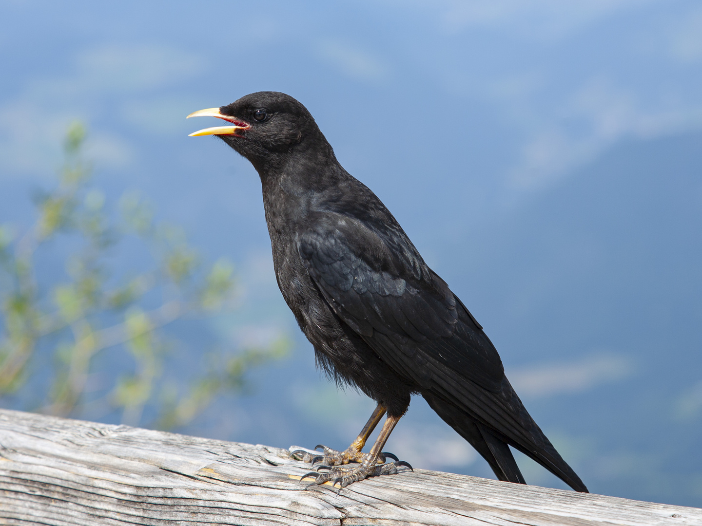 ALPENDOHLE (Pyrrhocorax graculus)