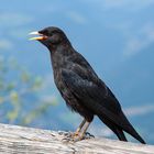 ALPENDOHLE (Pyrrhocorax graculus)