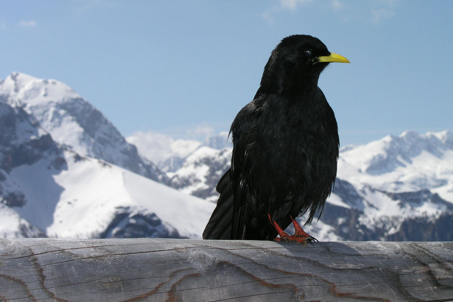 Alpendohle (Pyrrhocorax graculus), next try