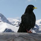 Alpendohle (Pyrrhocorax graculus), next try