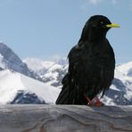 Alpendohle (Pyrrhocorax graculus), next try