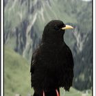 Alpendohle (Pyrrhocorax pyrrhocorax)