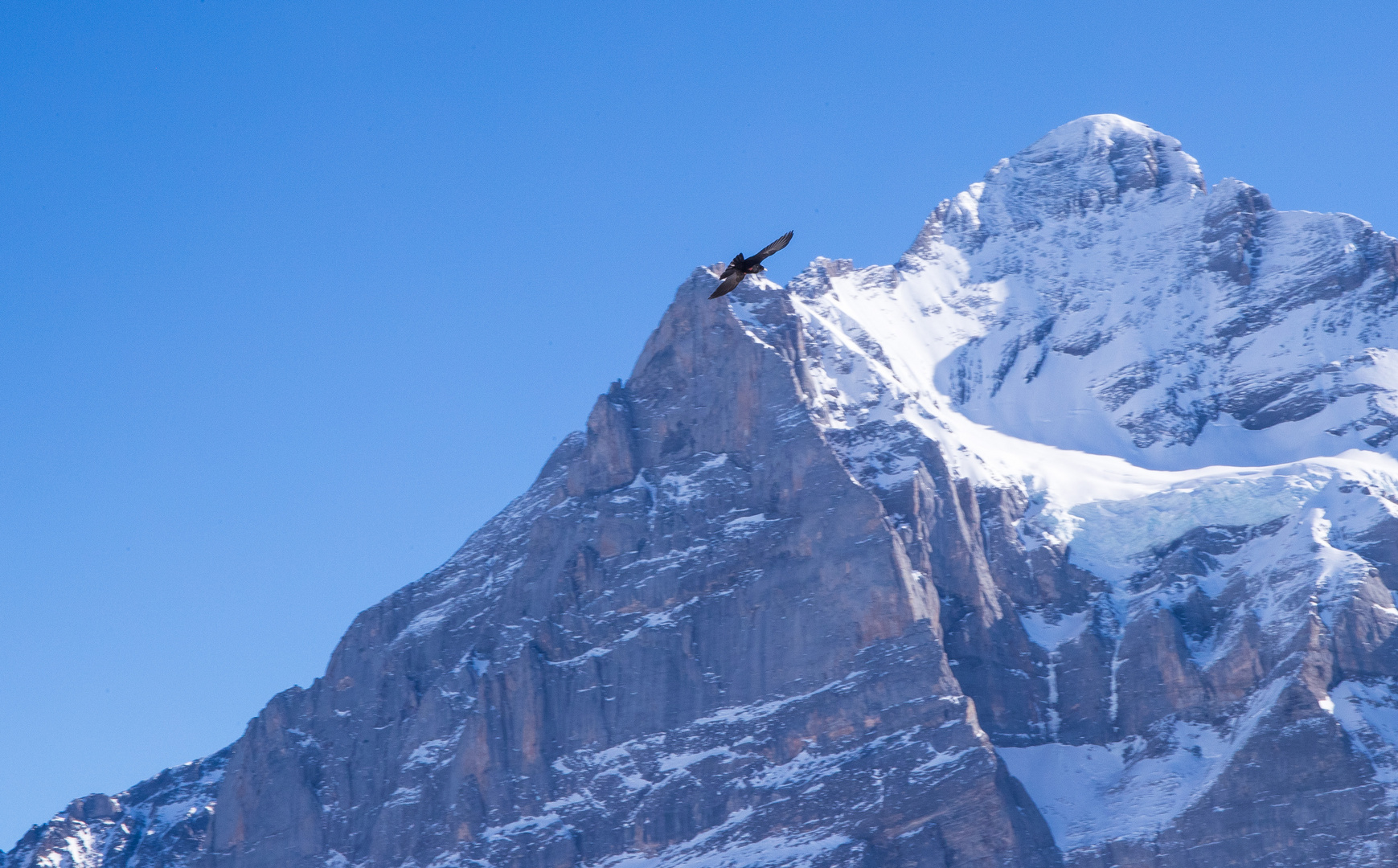 Alpendohle und die Alpen