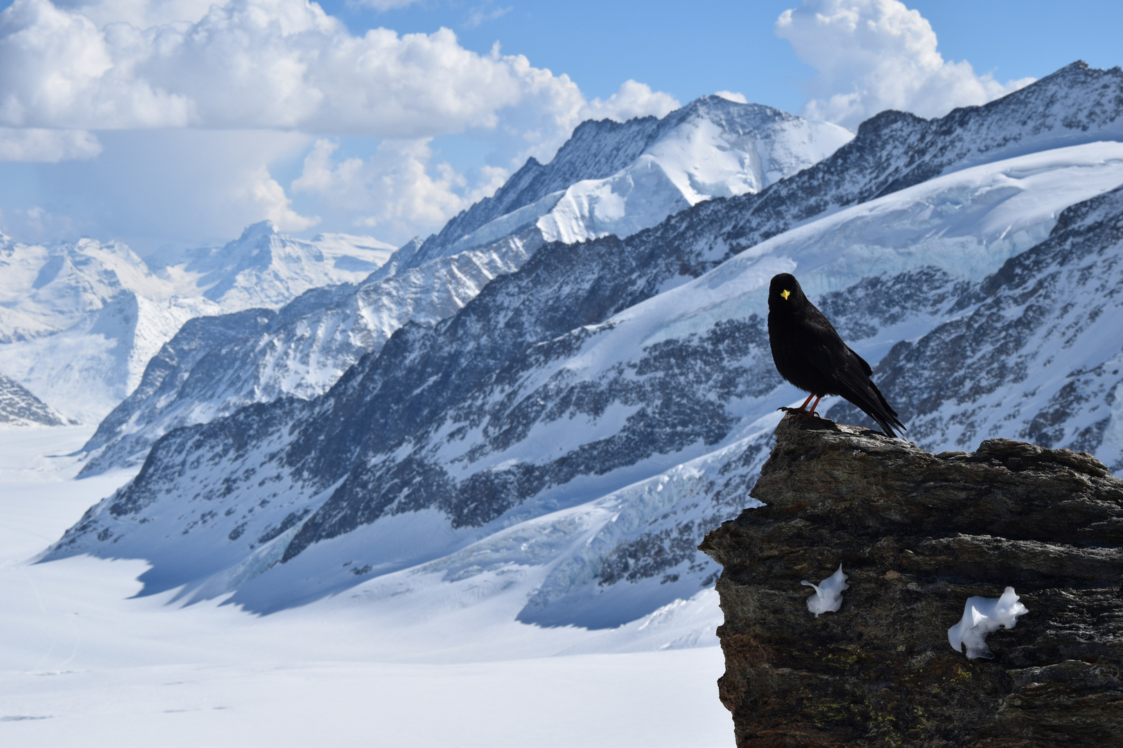 Alpendohle vor dem Aletschgletscher