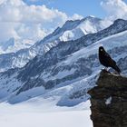 Alpendohle vor dem Aletschgletscher