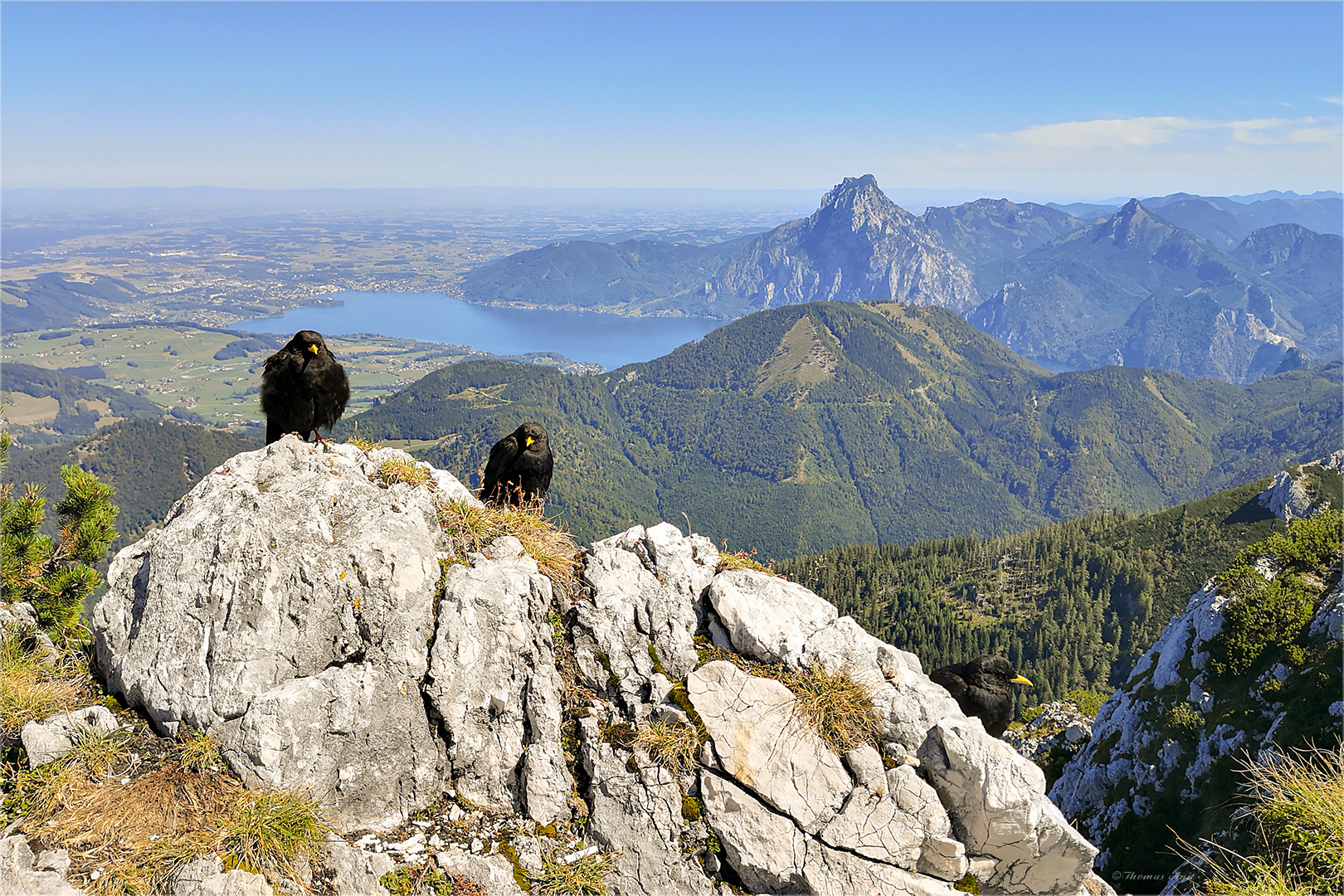 Alpendohlen...