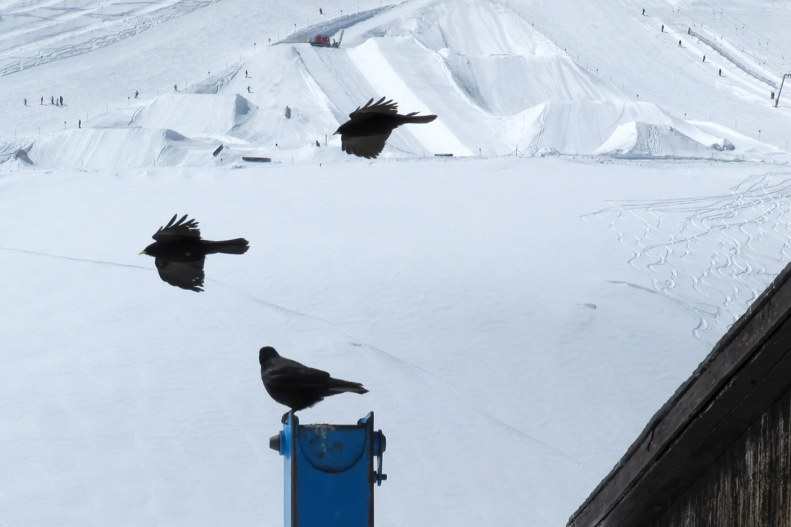 Alpendohlen in 3000 m Höhe auf dem Gletscher