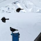 Alpendohlen in 3000 m Höhe auf dem Gletscher