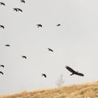 Alpendohlen mit Steinadler