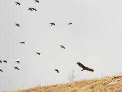 Alpendohlen mit Steinadler