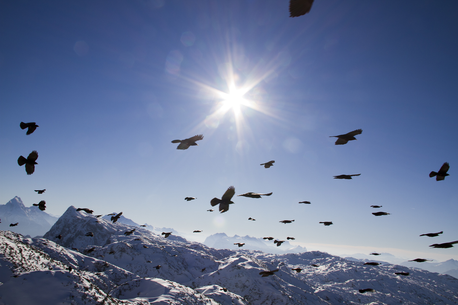 Alpendohlenflug