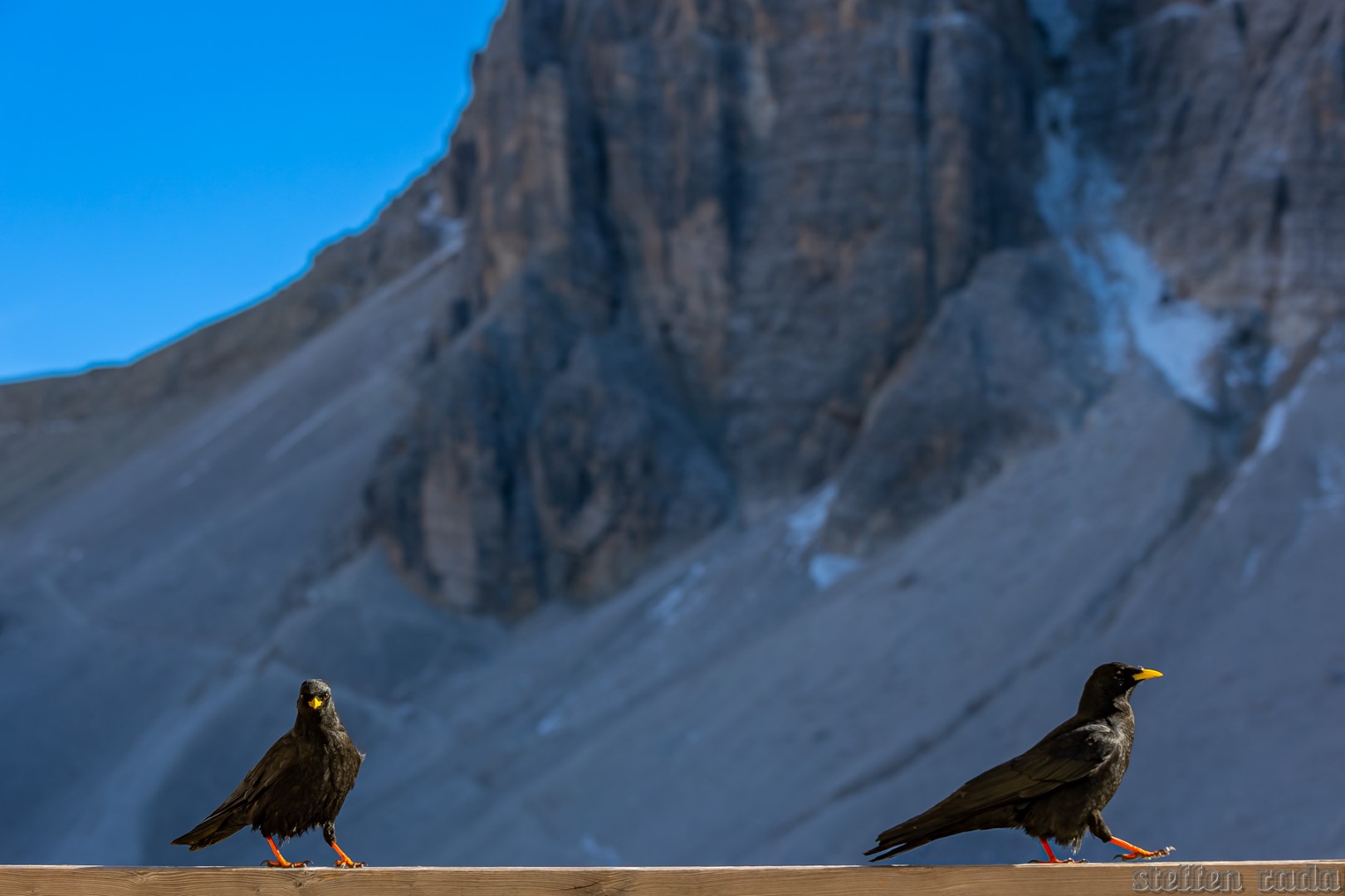 Alpendohlen_Sexten_Suedtirol