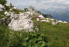 Alpendost (Adenostyles alliariae) beim Aufstieg durchs Val Valessinella....