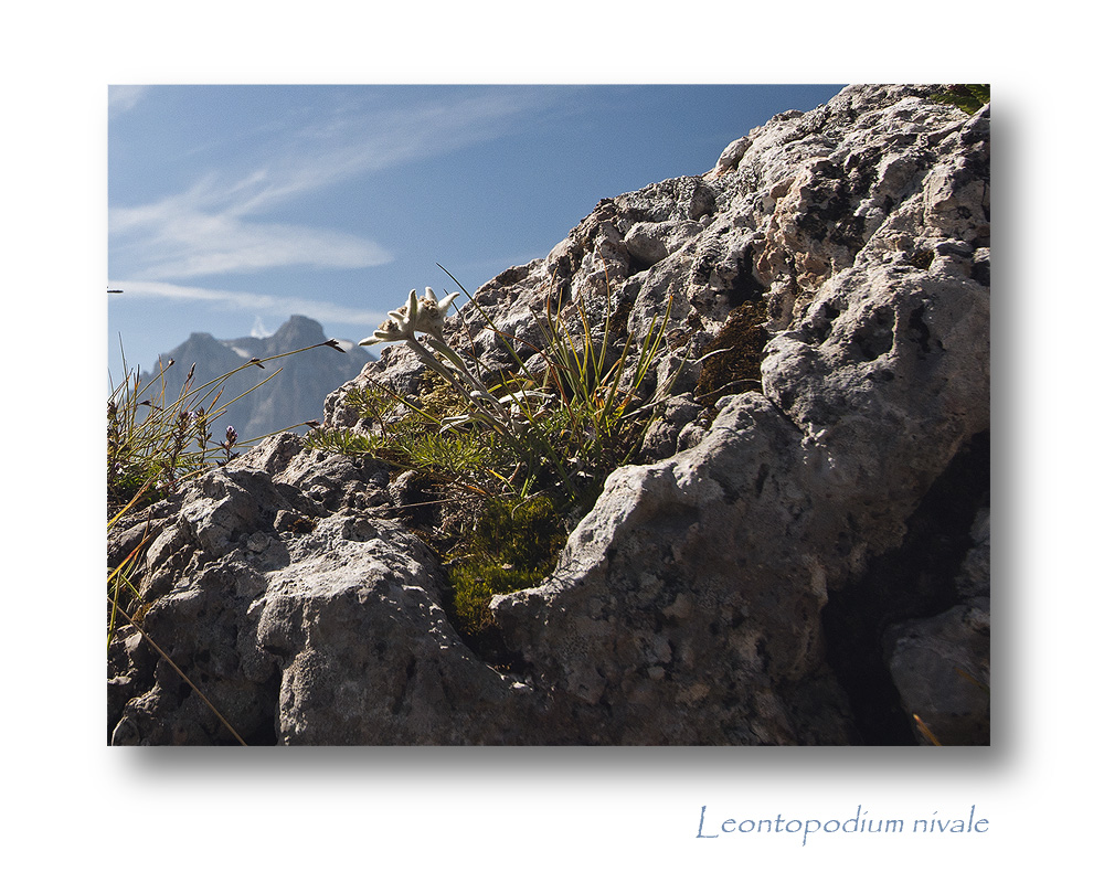 Alpenedelweiß