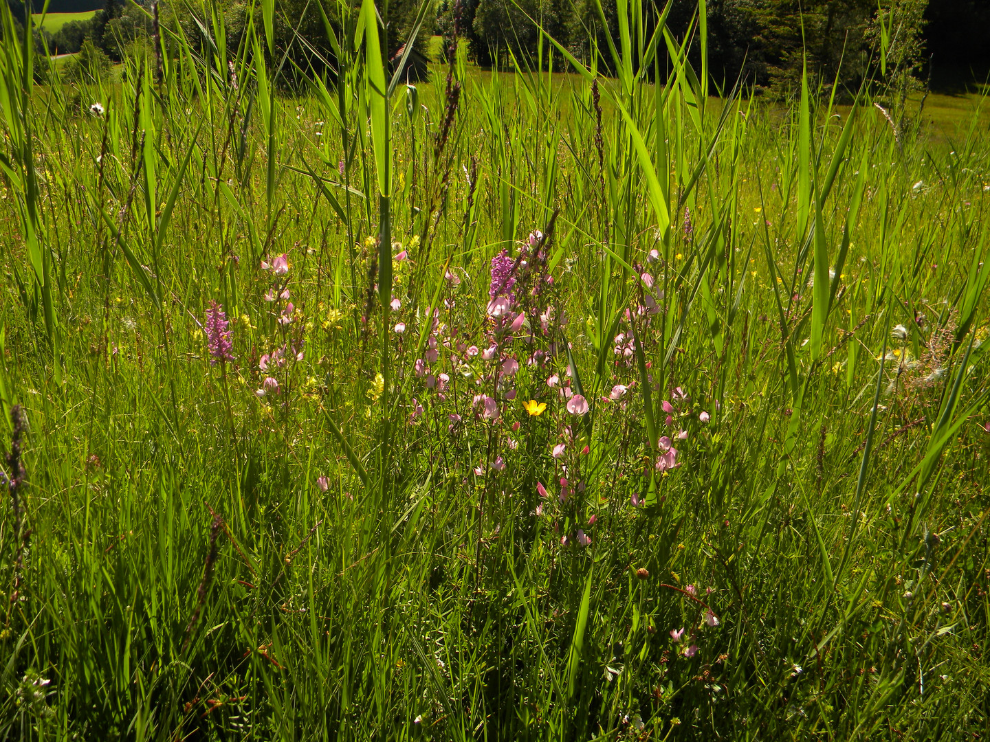 ALPENFARBENBLUMENSTILLESONNENWIESENBERGNACHMITTAGSRUHELICHT