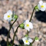 Alpenfettblatt Blüten