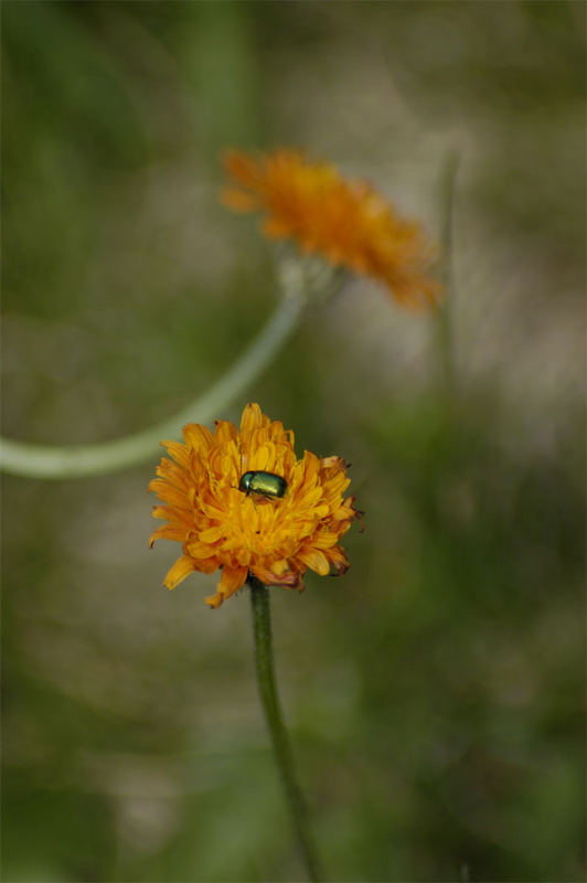 Alpenflora