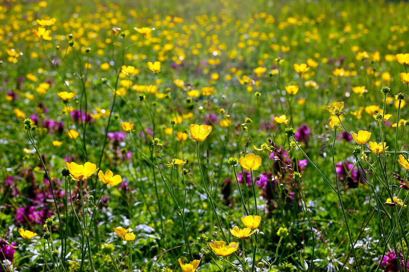 Alpenflora...